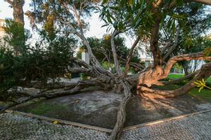 Melaleuca armillaris ist ein sehr groß Baum, mit groß Geäst, ursprünglich von Australien foto