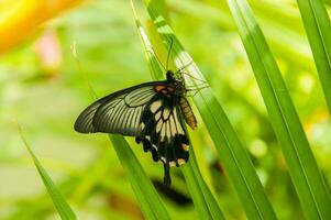 das Schönheit von das Farben und Muster von ein Schmetterling foto