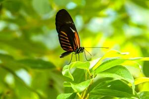 das Schönheit von das Farben und Muster von ein Schmetterling foto