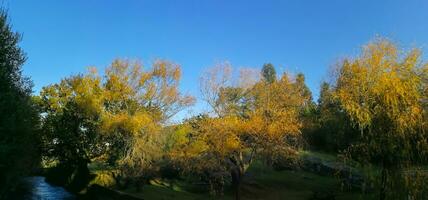 das natürlich Schönheit von Herbst Farben und fallen Blätter foto