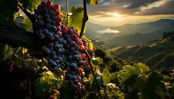 Weinrebe im Sonnenuntergang, reif Frucht, Weinberg, Natur Frische, organisch Ernte generiert durch ai foto