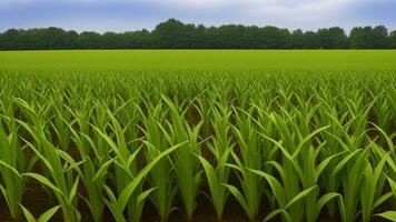 Grün Säulen von gemacht Mais auf ein Privat Agrar Feld. ai generiert foto
