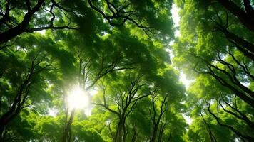 Reich Waldland Überdachung. machen ein Bild von ein dick, energisch Waldland mit Sonnenschein Filtern durch das löscht aus. ai generiert foto