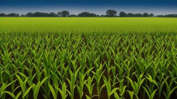 Grün Säulen von erstellt Mais auf ein Privat Agrar Feld. ai generiert foto