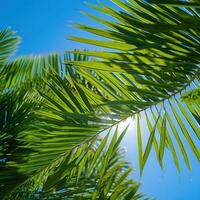 beschwingt Grün Palme Blätter gegen Blau Himmel foto