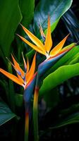 Vogel von Paradies Blätter mit Orange Blume foto