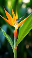 Vogel von Paradies Blätter mit Orange Blume foto