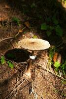 Pilz Nahansicht. schön Landschaft von das Karpaten von Ukraine foto