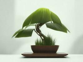 schön teuer Bonsai Baum auf Weiß Hintergrund ai generiert foto
