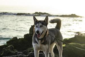 Hund am Strand - Newport ca 2018 foto