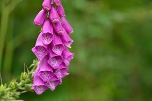 Fingerhut, uk Sommer Wildblumen. foto