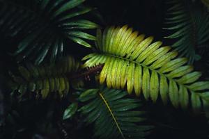 dunkle Farnblätter in der tropischen Regenzeit