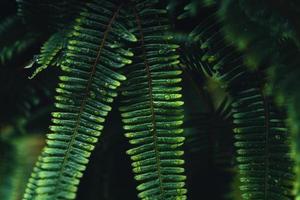 dunkle Farnblätter in der tropischen Regenzeit foto