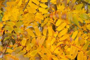 Orange Gelb Herbst Blätter oben Sicht. Herbst Jahreszeit ästhetisch natürlich Hintergrund foto