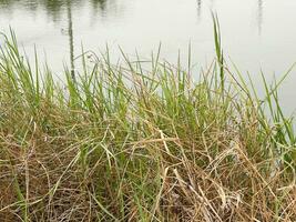 Gras und Schilf auf ein See foto