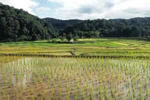 Reisfelder zu Beginn des Anbaus
