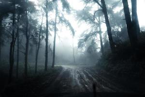 Straße in einem tropischen Wald, die Straße in den tropischen feuchten Wald foto