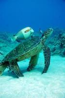 Fisch- und Schildkrötenschwimmen