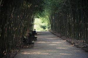 Kiesweg inmitten eines Bambusdickichts mit ein paar Bänken für foto