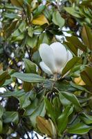 weiße Magnolienblüten auf grünem Hintergrund von Blättern foto