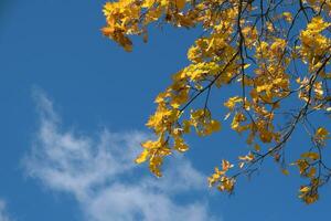 Orange Gelb Herbst Blätter auf Himmel Hintergrund. fallen Jahreszeit, Oktober, November ästhetisch foto