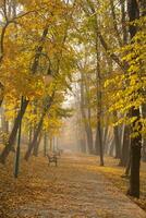 Herbst Jahreszeit im das Park. Bänke und Gelb Orange Bäume und gefallen Blätter foto