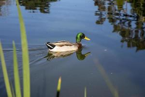 Ente im Golden Park Park, San Francisco foto