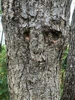 Baum bellen, Textur ähnelt ein Gesicht mit Augen und Nase, abstrakt Hintergrund foto