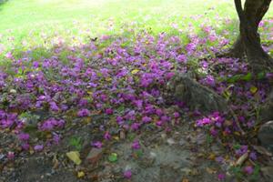 schön Rosa Bougainvillea Blumen blühen im ein Garten im das Mitte von Bangkok, Thailand. foto