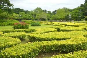 Feld von gebogen Pflanzen und Garten Dekorationen im ein thailändisch Garten, Bangkok foto