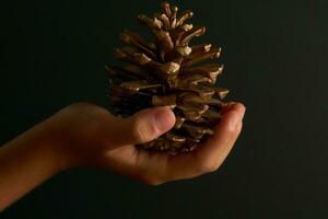 golden Weihnachten Schätze. jung Hände Umarmung das Geschenk von Natur im ein festlich Rahmen auf ein grau Hintergrund, golden Ananas steht aus foto