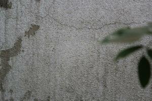 leer Zement Mauer Oberfläche mit verschwommen Grün Blätter, Sand Zement Mauer Hintergrund mit Grün Blatt foto