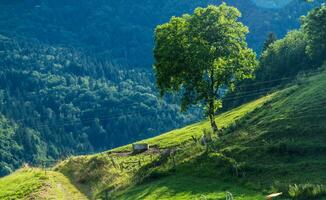 regional natürlich Park von Bauges foto