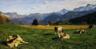 ein Gruppe von Kühe im ein Feld foto