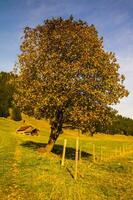 ein Baum mit Blätter foto