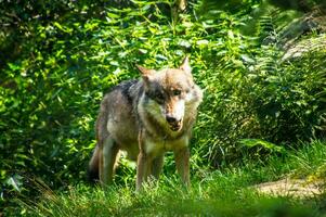 ein Wolf ist Stehen im das Gras in der Nähe von etwas Bäume foto