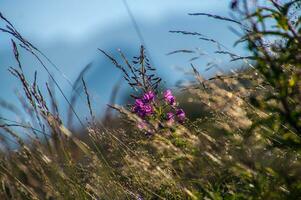 Landschaft von das Alpen im Frankreich im Sommer- foto