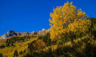 Auszahlung des Alpen suisse en automne foto