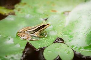 ein Frosch Sitzung auf oben von ein Blatt im ein Teich foto