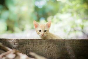 ein klein Orange Kätzchen spähen aus von hinter ein hölzern Zaun foto