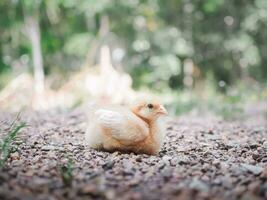 ein kleines Huhn im Garten foto