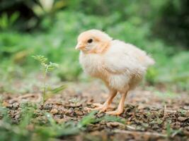 ein Hähnchen Baby im das Garten foto