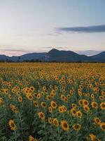 Aussicht von das Sonnenblume abgelegt mit Berg Hintergrund foto