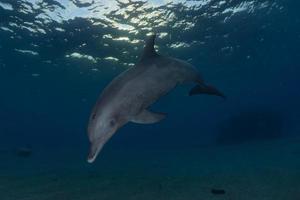 Delfinschwimmen im Roten Meer, Eilat Israel foto