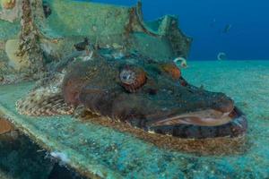 fische schwimmen im roten meer, bunte fische, eilat israel foto