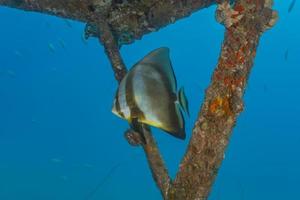 fische schwimmen im roten meer, bunte fische, eilat israel foto