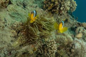 fische schwimmen im roten meer, bunte fische, eilat israel foto