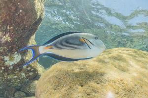 fische schwimmen im roten meer, bunte fische, eilat israel foto