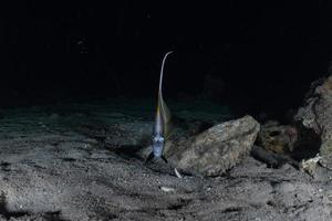 fische schwimmen im roten meer, bunte fische, eilat israel foto