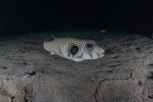 fische schwimmen im roten meer, bunte fische, eilat israel foto